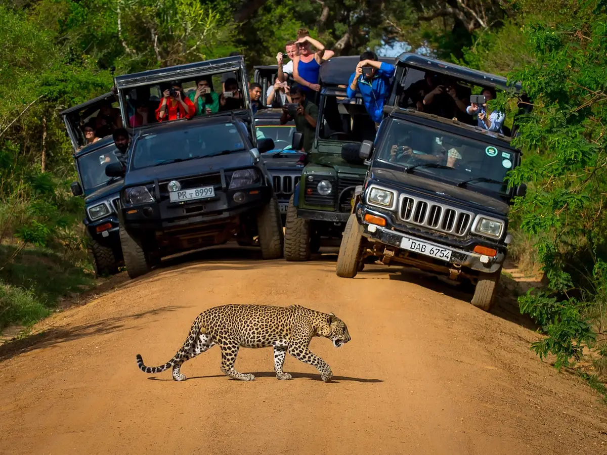 Wildlife safari